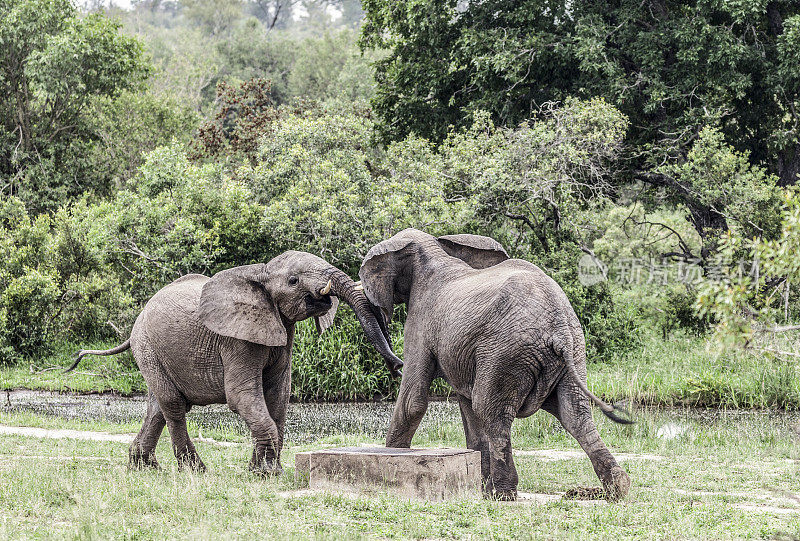 非洲象，Loxodonta africana，对打;南非克鲁格公园